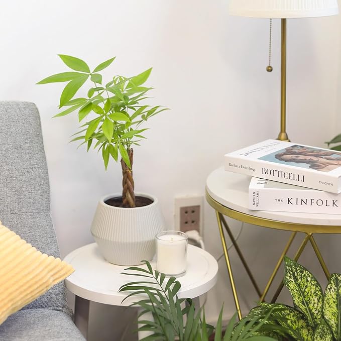 Braided Pachira Stump Money Tree (6 inch) - Lucky Houseplants - 4/6 inch Unique Live Decorative Houseplants - Easy to Care Indoor Plants, Perfect for Office, Home & Feng Shui Decor