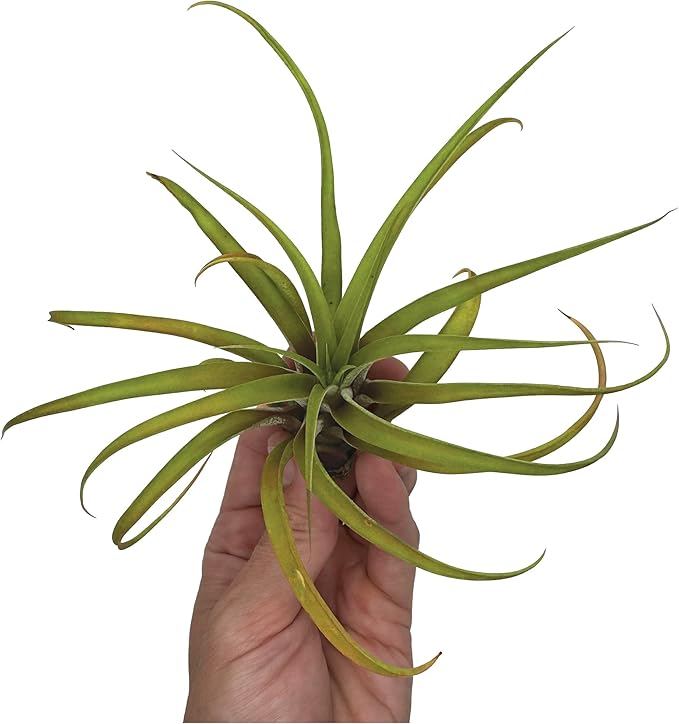 ragnaroc Air Plants - Tillandsia Capitata (Peach), Large 5-7” - 1 ct - Live Arrival Guaranteed - House Plants for Home Decor & Gift