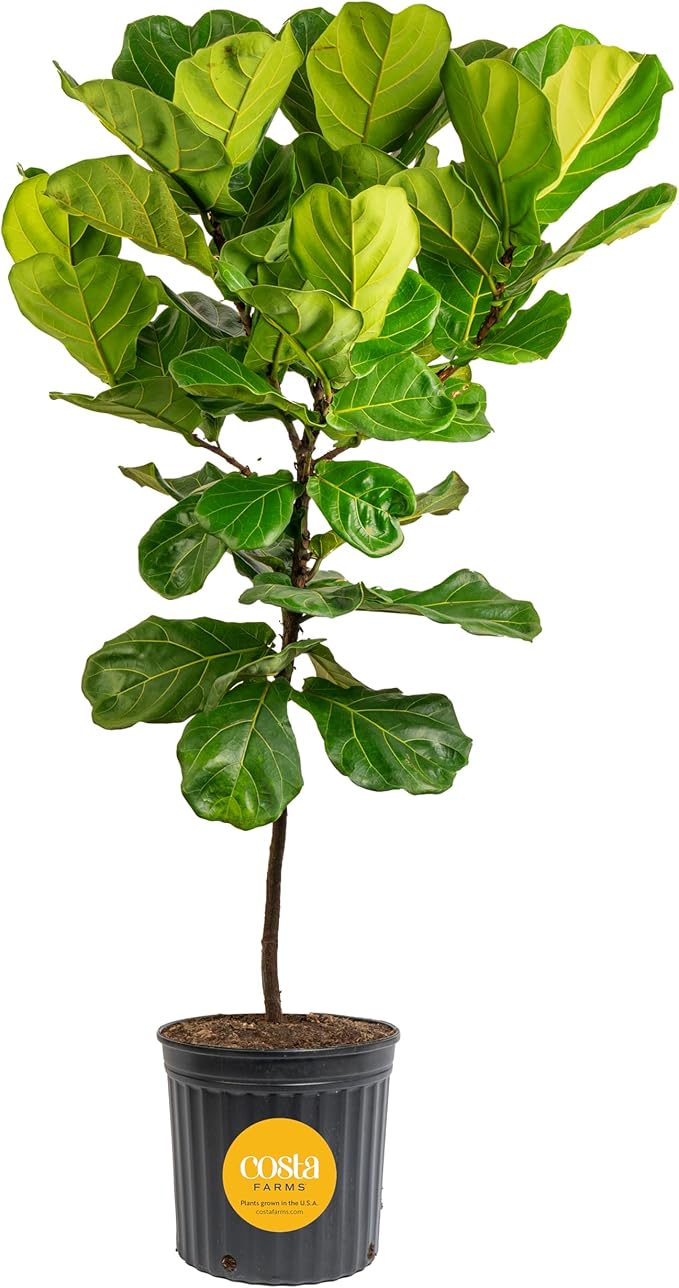 Costa Farms Fiddle Leaf Fig Tree Live Plant in Plastic Pot, Large Indoor Houseplant, Perfect for Home, Room, or Office Decor, Great House Warming or Birthday Gift, 5-6 Feet Tall