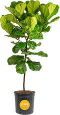 Costa Farms Fiddle Leaf Fig Tree Live Plant in Plastic Pot, Large Indoor Houseplant, Perfect for Home, Room, or Office Decor, Great House Warming or Birthday Gift, 5-6 Feet Tall