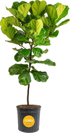 Costa Farms Fiddle Leaf Fig Tree Live Plant in Plastic Pot, Large Indoor Houseplant, Perfect for Home, Room, or Office Decor, Great House Warming or Birthday Gift, 5-6 Feet Tall
