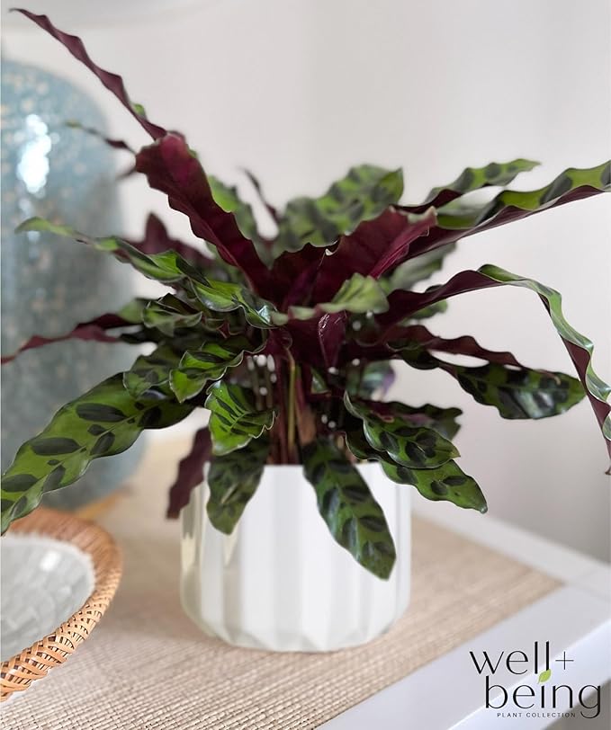 Nature's Way Farms Calathea Rattlesnake, Live Indoor Houseplant, Long Leaf Prayer Plant, Tropical Plant, Pet Safe in Growers Pot (7-11 inches Tall)