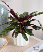 Nature's Way Farms Calathea Rattlesnake, Live Indoor Houseplant, Long Leaf Prayer Plant, Tropical Plant, Pet Safe (8-15 inches Tall) in Growers Pot