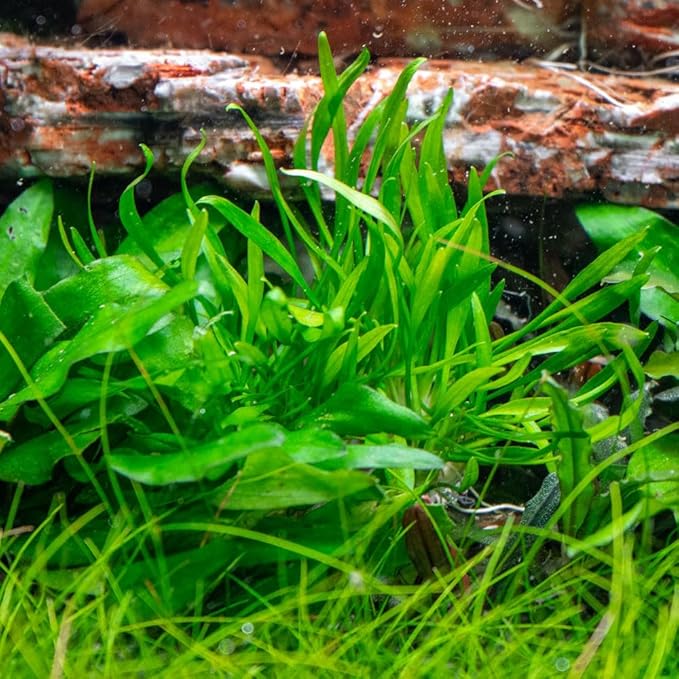 SubstrateSource Cryptocoryne Live Aquarium Plants - Freshwater Plant for Aquariums, Planted Fish Tanks - Beginner Friendly (Lucens, 1 Pot (3-5 Plants))