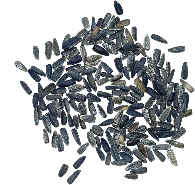 Seed Needs Italian White Sunflower Seeds for Planting Pale Yellow Sunflowers - Heirloom & Open Pollinated Flower Seed to Plant an Outdoor Butterfly Garden (2 Packs)