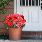 TURNMEON 2 Pack Artificial Geranium Fake Flowers for Outdoors Spring Summer Decor, Silk Geraniums Flowers UV Resistant Faux Flower Potted Plants for Gardens Farmhouse Indoor Home Table Decor (Mixed)