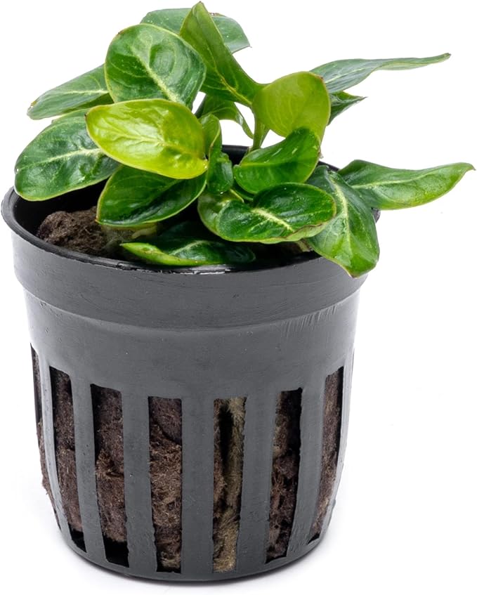 SubstrateSource Anubias Live Aquarium Plants - Potted Freshwater Plant for Fish Tanks, Terrariums - Beginner Friendly Low Light (Giant Stardust, 1 Pot)