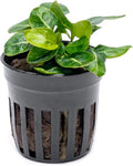 SubstrateSource Anubias Live Aquarium Plants - Potted Freshwater Plant for Fish Tanks, Terrariums - Beginner Friendly Low Light (Giant Stardust, 1 Pot)