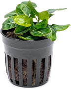 SubstrateSource Anubias Live Aquarium Plants - Potted Freshwater Plant for Fish Tanks, Terrariums - Beginner Friendly Low Light (Giant Stardust, 1 Pot)