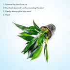 SubstrateSource Anubias Live Aquarium Plants - Potted Freshwater Plant for Fish Tanks, Terrariums - Beginner Friendly Low Light (Lanceolata, Mother Plant)