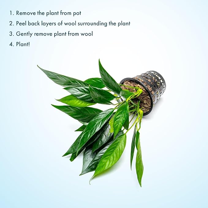 SubstrateSource Anubias Live Aquarium Plants - Potted Freshwater Plant for Fish Tanks, Terrariums - Beginner Friendly Low Light (Lanceolata, Mother Plant)