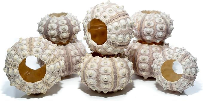 Nautical Crush Trading Sea Urchins Shells for Air Plants - 8 Purple Sputnik (1.5-3") Sea Urchin Shells - Hanging Air Plant Holder - Air Plants Live Holders - Air Plant Pot - No Plants Included