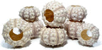 Nautical Crush Trading Sea Urchins Shells for Air Plants - 8 Purple Sputnik (1.5-3") Sea Urchin Shells - Hanging Air Plant Holder - Air Plants Live Holders - Air Plant Pot - No Plants Included