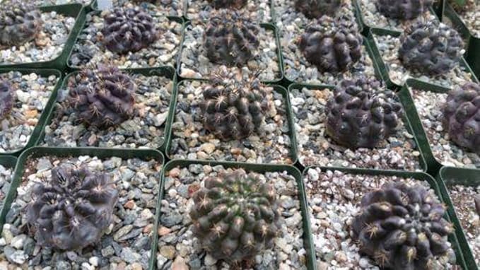 Neochilenia huascensis eriosyce crispa Cacti Cactus Succulent Real Live Plant