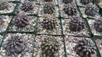 Neochilenia huascensis eriosyce crispa Cacti Cactus Succulent Real Live Plant