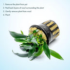 SubstrateSource Anubias Live Aquarium Plants - Potted Freshwater Plant for Fish Tanks, Terrariums - Beginner Friendly Low Light (Chili Jalapeno, 1 Pot)