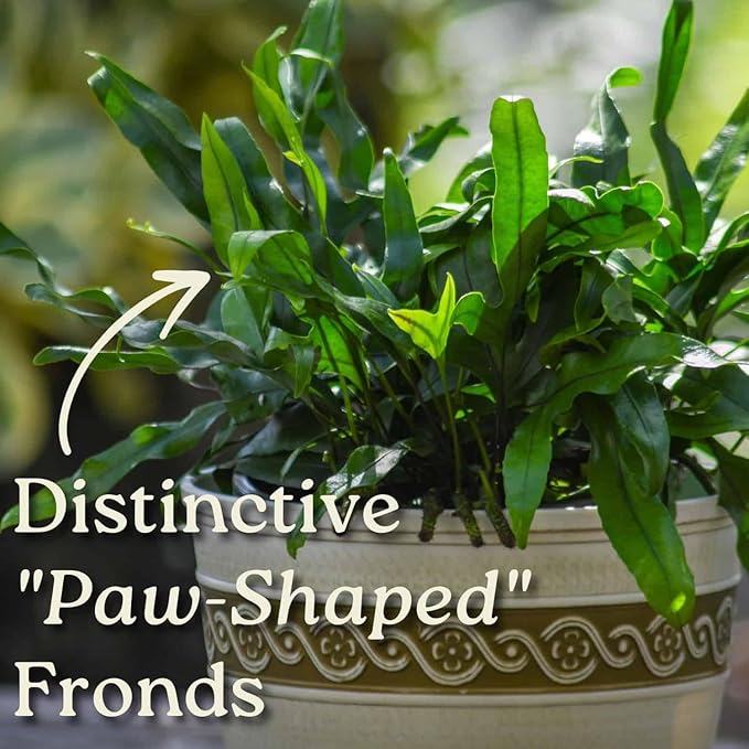 Kangaroo Paw Fern Plant - Small Fern Plants Live - Overall Height 10" to 14" - 1 Gallon Pot - Tropical Plants of Florida