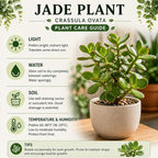Jade Plant Live, Crassula Ovata in 2 Inch Pot, Air-Purifying, Low Maintenance, Perfect for Home and Office Décor, Easy Care Starter Plants