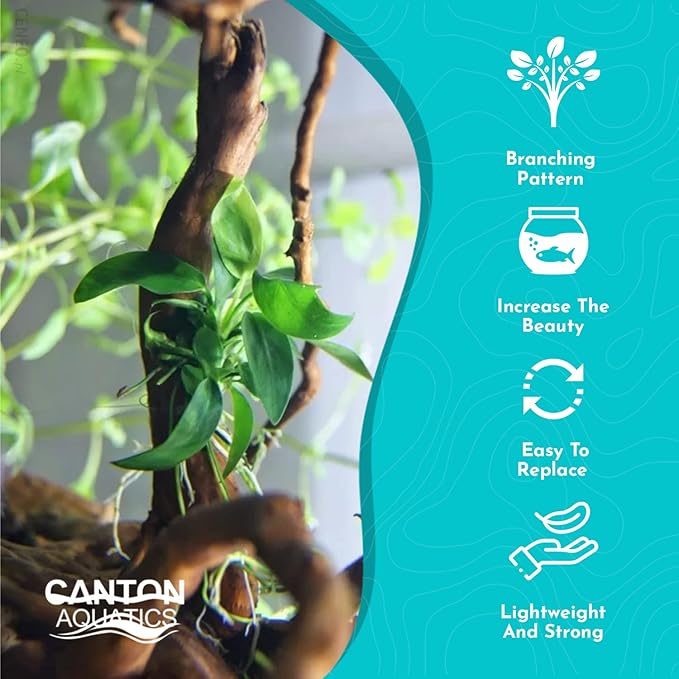Live Anubias Barteri (Nana) Rooted on Driftwood - Absorb Impurities & Toxicness for Water - All Natural & Organic Aquatic Plant - Long Lasting & Easy to Care - Medium