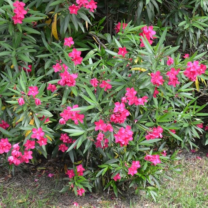 2 Pink Oleander Plants Live, 4-8" Tall Starter Plant, Hardy Flowering Shrub for Outdoor Garden