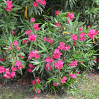 2 Pink Oleander Plants Live, 4-8" Tall Starter Plant, Hardy Flowering Shrub for Outdoor Garden