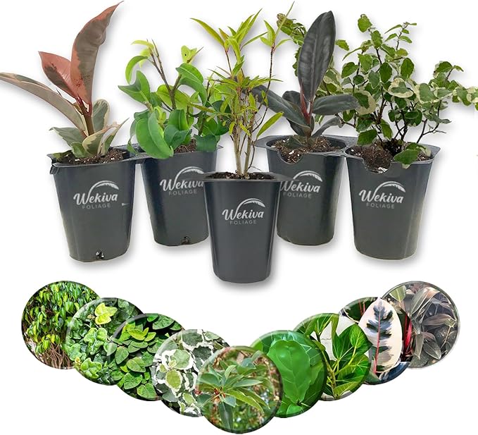 Ficus Tree Variety 5-Pack - Live Starter Plants in 2 Inch Pots - Grower's Choice Various Varieties Stunning Easy Care Interior Houseplant