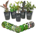 Ficus Tree Variety 5-Pack - Live Starter Plants in 2 Inch Pots - Grower's Choice Various Varieties Stunning Easy Care Interior Houseplant