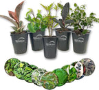 Ficus Tree Variety 5-Pack - Live Starter Plants in 2 Inch Pots - Grower's Choice Various Varieties Stunning Easy Care Interior Houseplant