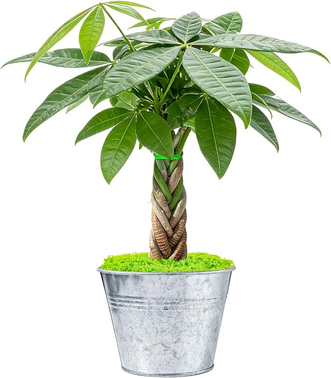 Sprout N Green 8-10" Money Tree with 5 Lucky Braid, Live Plant with Silver Metal Pot, Decoration for Indoor Home Office Tabletop Windowsill Side Table, Housewarming Christmas Gift