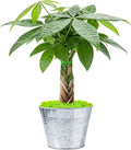 Sprout N Green 8-10" Money Tree with 5 Lucky Braid, Live Plant with Silver Metal Pot, Decoration for Indoor Home Office Tabletop Windowsill Side Table, Housewarming Christmas Gift