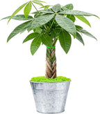 Sprout N Green 8-10" Money Tree with 5 Lucky Braid, Live Plant with Silver Metal Pot, Decoration for Indoor Home Office Tabletop Windowsill Side Table, Housewarming Christmas Gift