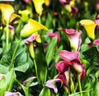 Rare 100Pcs White Pink Red Purple Calla Lily Seeds Beautiful Flowers Mix Color Perennial Plant Planting for Outdoor Indoor Bonsai