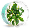 Ultum Nature Systems Piptospatha Ridleyi Tissue Culture Live Plant for Aquarium, Aquascape, Freshwater Fish Tanks - 100% Snail Free in Vitro