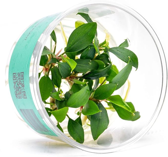 Ultum Nature Systems Piptospatha Ridleyi Tissue Culture Live Plant for Aquarium, Aquascape, Freshwater Fish Tanks - 100% Snail Free in Vitro