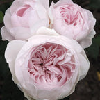 Earth Angel Parfuma Rose, 1.5 Gal Potted, Blush Pink Peony-Shaped Blooms, Own Root, Hardy Zones 5-10, Live Plant, Stargazer Perennials