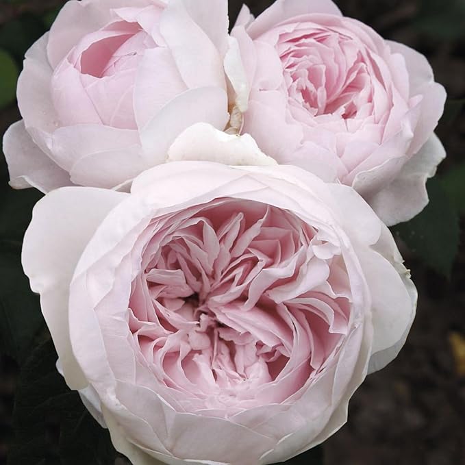 Earth Angel Parfuma Rose, 1.5 Gal Potted, Blush Pink Peony-Shaped Blooms, Own Root, Hardy Zones 5-10, Live Plant, Stargazer Perennials
