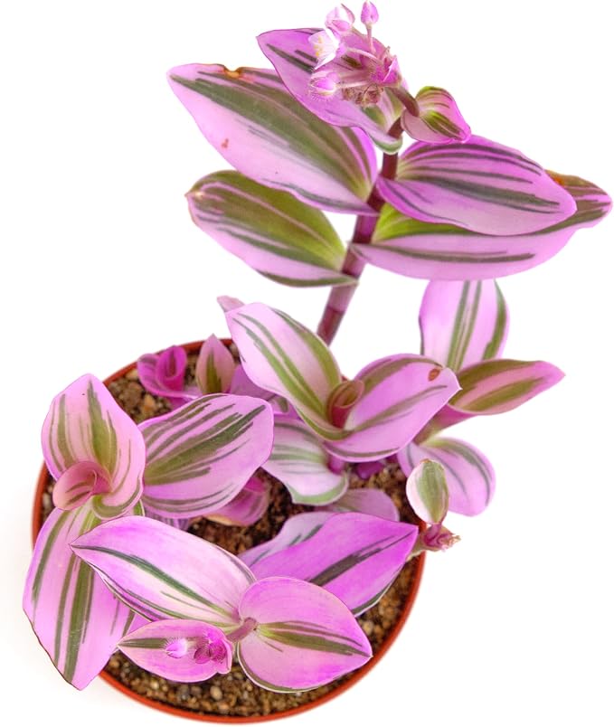 Shop Succulents Tradescantia Nanouk, Hanging Live Indoor Plant, Easy Care Hanging Trailing Houseplant in Nursery Pot, Air Purifying Plant in Soil, Housewarming, Home Décor, 4 Inch Pot
