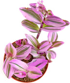 Shop Succulents Tradescantia Nanouk, Hanging Live Indoor Plant, Easy Care Hanging Trailing Houseplant in Nursery Pot, Air Purifying Plant in Soil, Housewarming, Home Décor, 4 Inch Pot