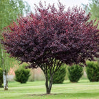 2 Purple Leaf Sand Cherry Trees/Shrubs - 2-3 Foot Tall Live Plants - Purpleleaf Cistena Plum Bushes - Prunus x cistena - (2 Pack)