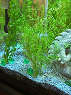 x1 Water Sprite Lace Leaf Live Aquarium Plant
