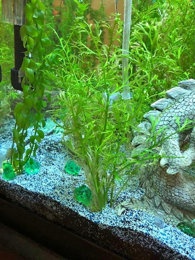 x1 Water Sprite Lace Leaf Live Aquarium Plant