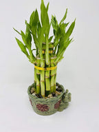 jmbamboo - 2-Tier-Lucky Bamboo- Elephant-vase- Best Gift