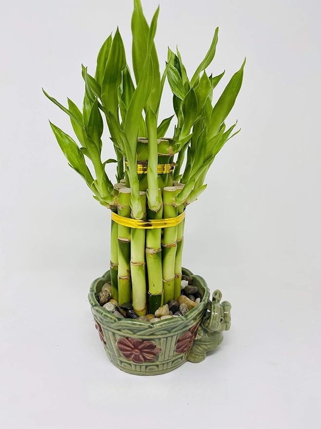 jmbamboo - 2-Tier-Lucky Bamboo- Elephant-vase- Best Gift