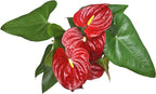 Altman Plants Red Anthurium Live Plant Decor in 6 Inch White Plastic Plant Pot, Easy to Grow Desk Plant, Easy Plant Gift, Decorative Indoor Plant, Live Anthuriums Live Plants Grown in Potting Soil Mix