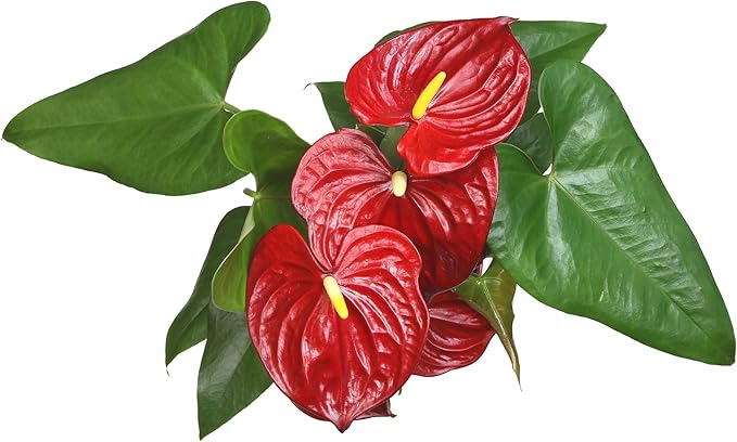 Altman Plants Red Anthurium Live Plant Decor in 6 Inch White Plastic Plant Pot, Easy to Grow Desk Plant, Easy Plant Gift, Decorative Indoor Plant, Live Anthuriums Live Plants Grown in Potting Soil Mix