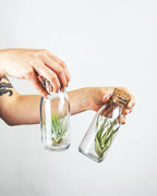 Shop Succulents | Assorted Collection | Variety of Species, Tropical House Plant for Home Décor, DIY Terrariums, 10-Pack