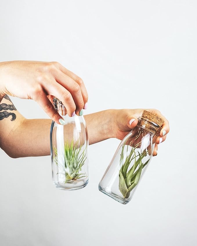 Shop Succulents | Assorted Collection | Variety of Species, Tropical House Plant for Home Décor, DIY Terrariums, 10-Pack