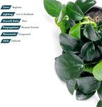 SubstrateSource Anubias Live Aquarium Plants - Potted Freshwater Plant for Fish Tanks, Terrariums - Beginner Friendly Low Light (Barteri Petite Round, 1 Pot)