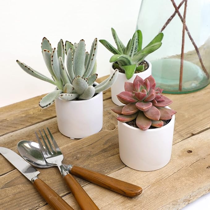 Live Succulents in White Planter Pots (3 PK), Live Succulent Plants Live Plants & Costa Farms Live Snake Plant, Easy Care Houseplant in Indoor Garden Plant Pot, Grower's Choice House