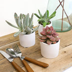 Live Succulents in White Planter Pots, Live Succulent Plants Live Plants in Succulent Pots & Costa Farms Snake Plant, Live Indoor and Outdoor Sansevieria Plant, 2-3 Feet Tall
